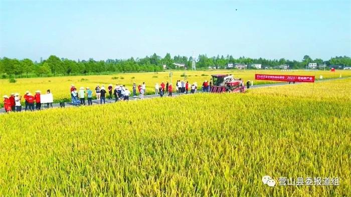 亩产775.72公斤，营山创造川东北丘区优质一级米杂交稻全程机械化生产最高产量纪录