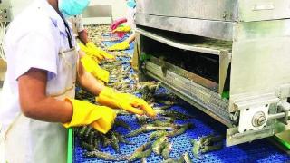 缅甸向中国和日本出口南美对虾，养殖户准备扩大生产规模