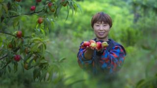 新农人（89）｜一场创业创新大赛点燃兴农梦 她放着经理不干返乡办起家庭农场