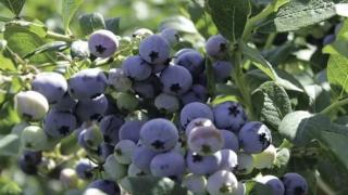 山东沂水县院东头镇智慧生态农业园区一排排大棚内栽植蓝莓