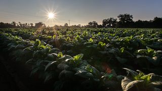 荔浦：种植莲藕铺就农民致富路