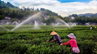 金融“活水”助力“利川红”茶叶产业链发展