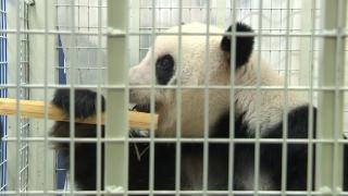 马来西亚出生熊猫姐妹“谊谊”“升谊”返回中国
