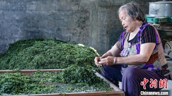 （走进中国乡村）广西荔浦绞股蓝：深山野草畅销海内外