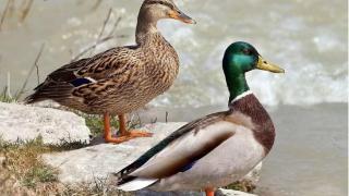 霉菌毒素对鸭子造成的影响  鸭子霉菌毒素的感染原因