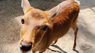 驻大阪总领馆：中国游客奈良访鹿之行注意安全