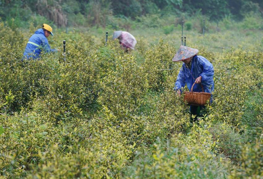 采摘谷雨茶