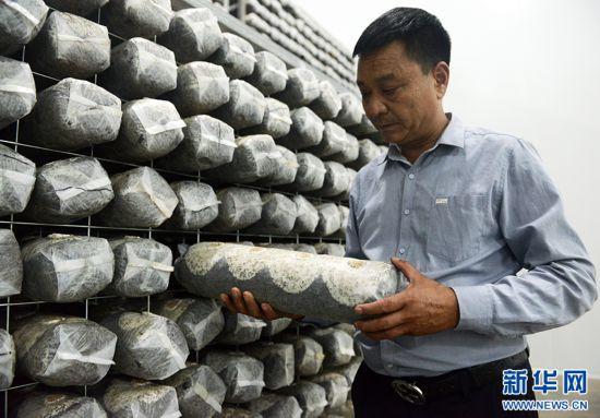 河南鲁山：小香菇带动大产业