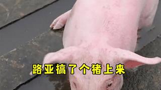 男子钓鱼时钓上一头活猪？猪脖子有缝针痕迹！