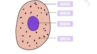 改善卵子质量的关键所在