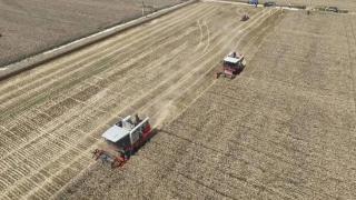 成武74.1万亩小麦进入集中收获期 确保颗粒归仓