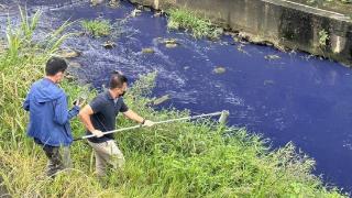 台媒：台湾新竹县德盛溪变“蓝色多瑙河”，大量鱼群暴毙，祸首找到了