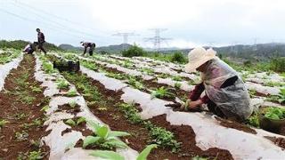 盘州市:逢甘霖  迎生机  忙补种