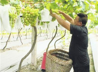 瓮安猴场松坪：葡萄成熟上市