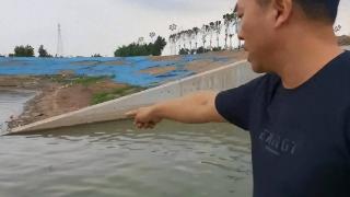 新乡凤泉湖发现小鳄鱼出没，目击者：不止一只！