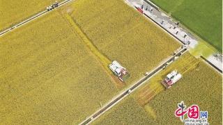 隆回再生稻头季亩产817.2公斤助力乡村振兴