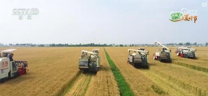 小麦600变！“种”出麦业全产业链