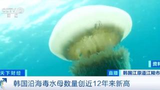 警惕！两个月发生近500起伤人事件 韩国多处海域有毒生物激增