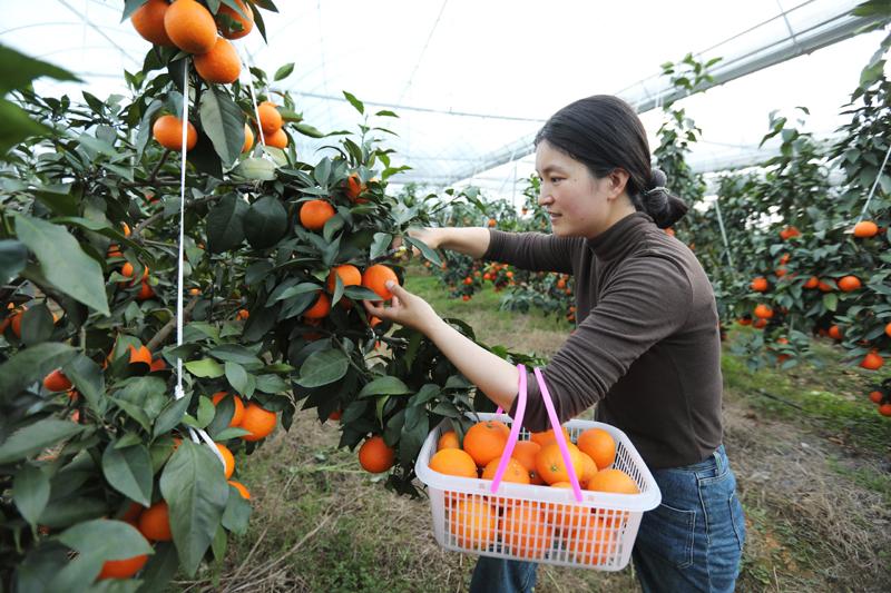 江西东乡：“红美人”柑橘丰收 观光农业添美景