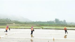 水稻肥料利用率试验助力“粮食安全”