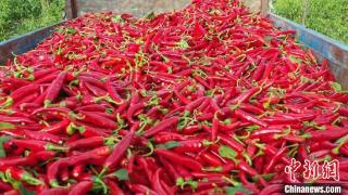 内蒙古开鲁60万亩红辣椒丰收 “火红”产业带来红火生活