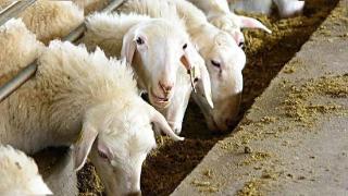 母羊产后恶露多久才能干净？怎样快速帮助母羊排出恶露？