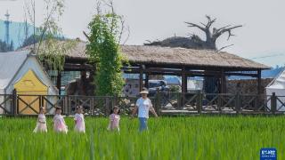 浙江临安：打造村落景区助力国家级农业产业强镇创建