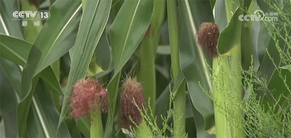 山西河津：农技专家指导农户抓好玉米中后期管理