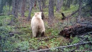 新疆发现罕见白色棕熊！网友：是不是北极熊迷路了？