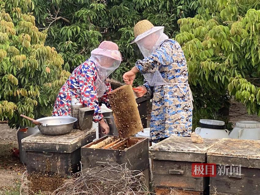 湖北阳新养蜂人张高明：甜蜜事业做得“蜂”生水起