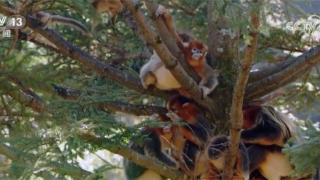 神农架川金丝猴种群数量增加
