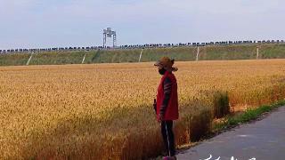 潍坊诸城：“麦”向丰收，人大代表护航“三夏”有实招