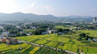 江西瑞金：乡村沃野“丰”景如画