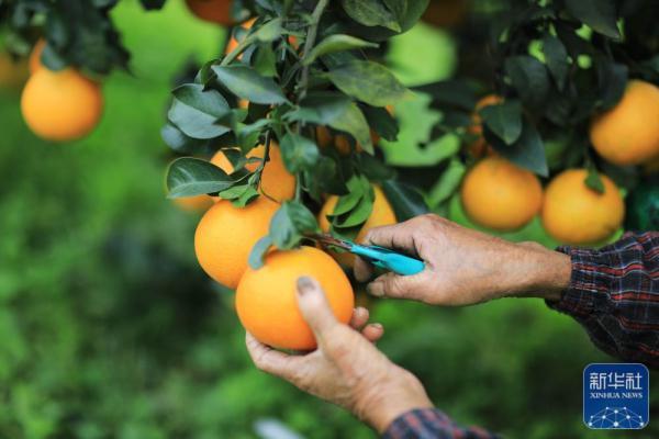 贵州赤水：“红美人”柑橘种植助力乡村振兴