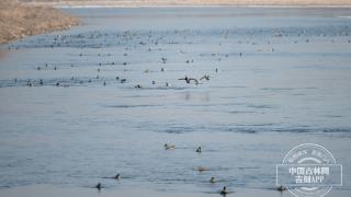 长春市伊通河畔赤麻鸭和绿头鸭结伴在水中觅食