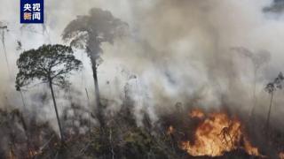 今年6月巴西森林火灾数量创近年来新高
