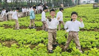 南京市琅琊路小学一年级学生走进幸孚村农业基地