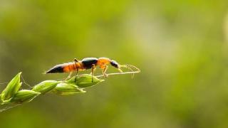 隐翅虫是什么，为什么这么毒？