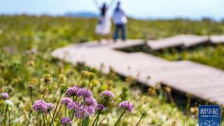 六盘水：韭菜花开迎客来