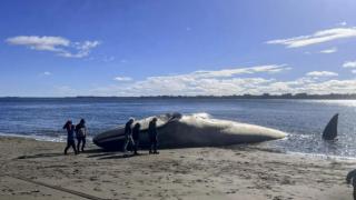 智利南部海滩现蓝鲸尸体
