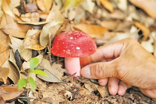 空山新雨后 红菇朵朵俏