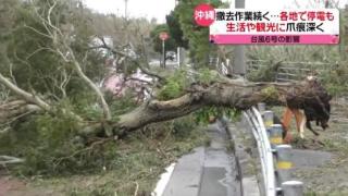 台风“卡努”已致日本冲绳2死64伤 130岁老树被刮倒