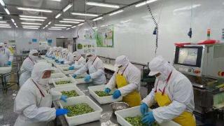 1575箱冷冻绿花出口日本 泰安海关新年首日通关畅