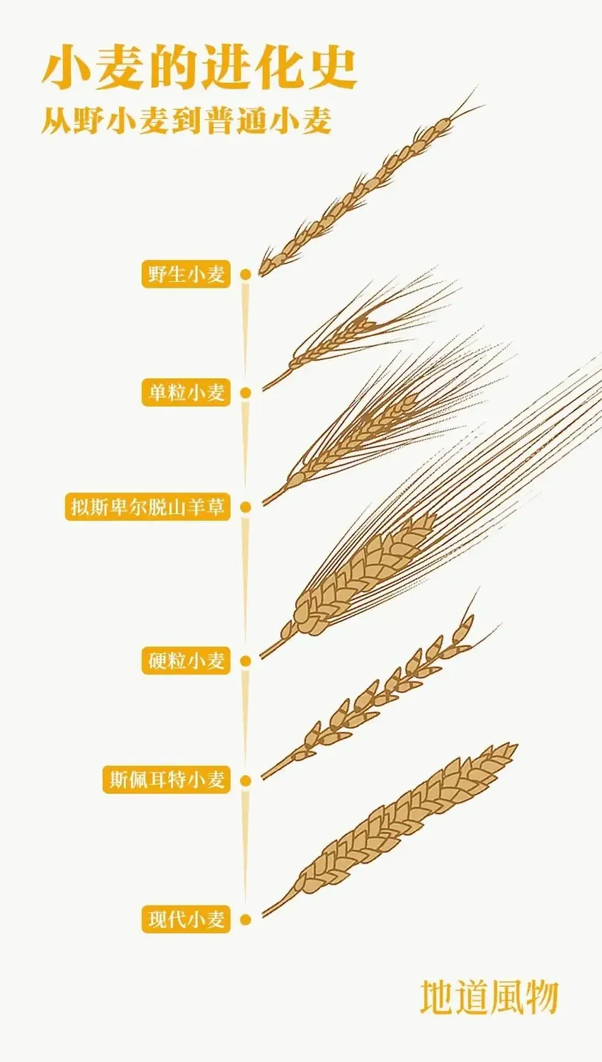 河南，为什么是中国的小麦C位？