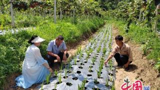 四川苍溪：推广新型种植技术 助推猕猴桃产业提质增效