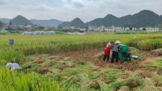 亩产达1174.16公斤 “揭榜挂帅”助推贵州水稻单产再创新高