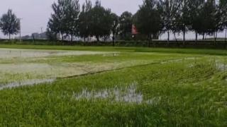 “沿河稻田几乎都淹了”，今年五常大米会减产几何？