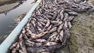大量鱼类死亡后，中方对日本换反制打法，9月起，一项新法案出台