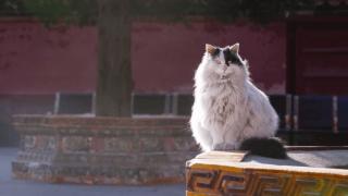 故宫中有上百只猫，它们靠什么生活？网友：人家可是有编制的