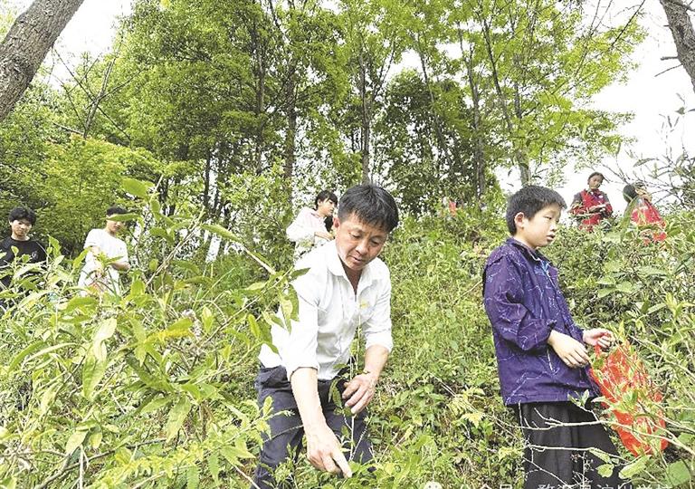 沱川学校开展采茶劳动实践活动